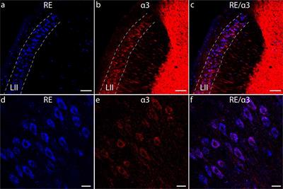 GABAA Receptor Subunit α3 in Network Dynamics in the Medial Entorhinal Cortex
